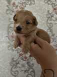 Maltipoo samiec do rezerwacji !