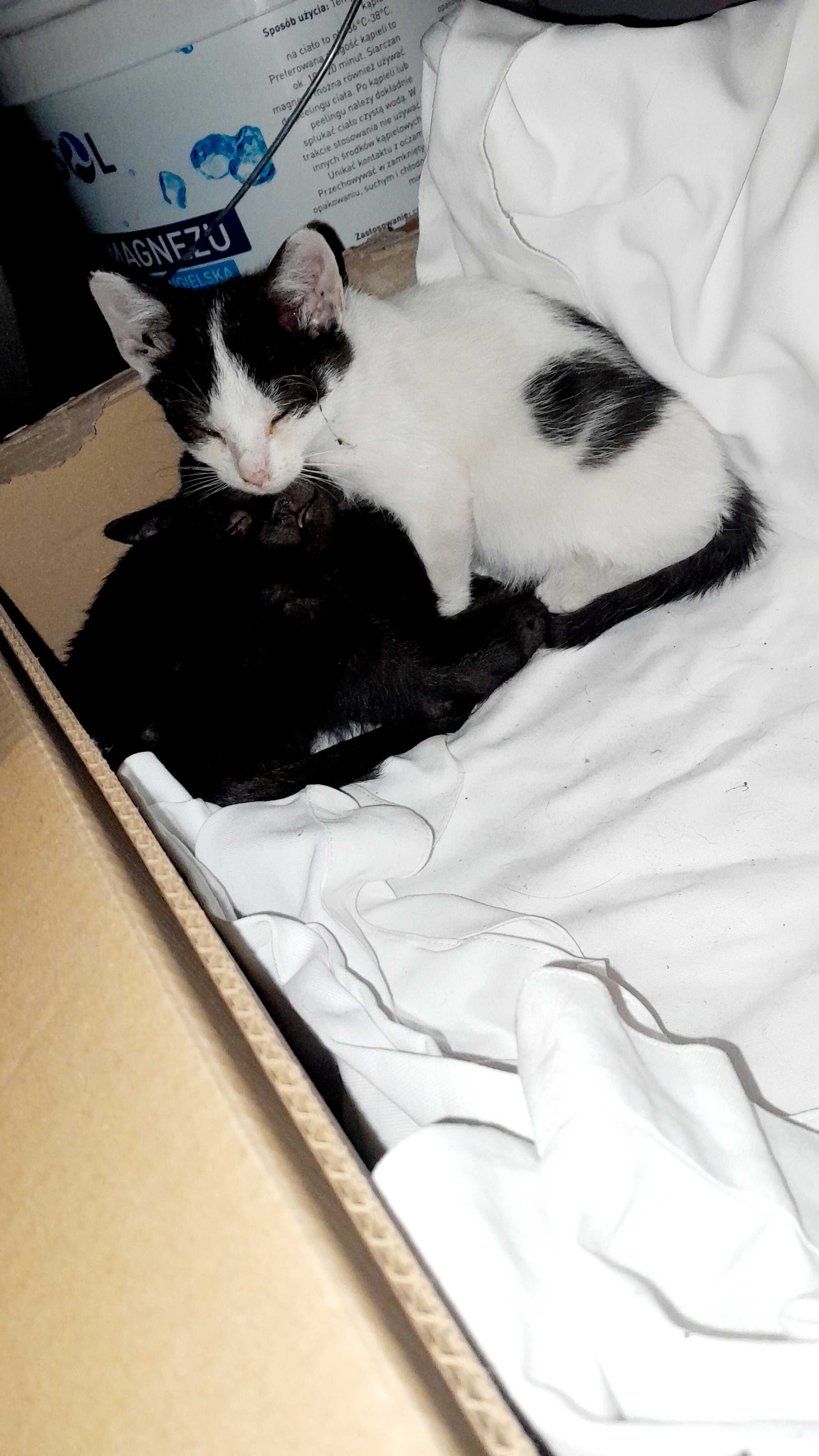 Kocięta do adopcji