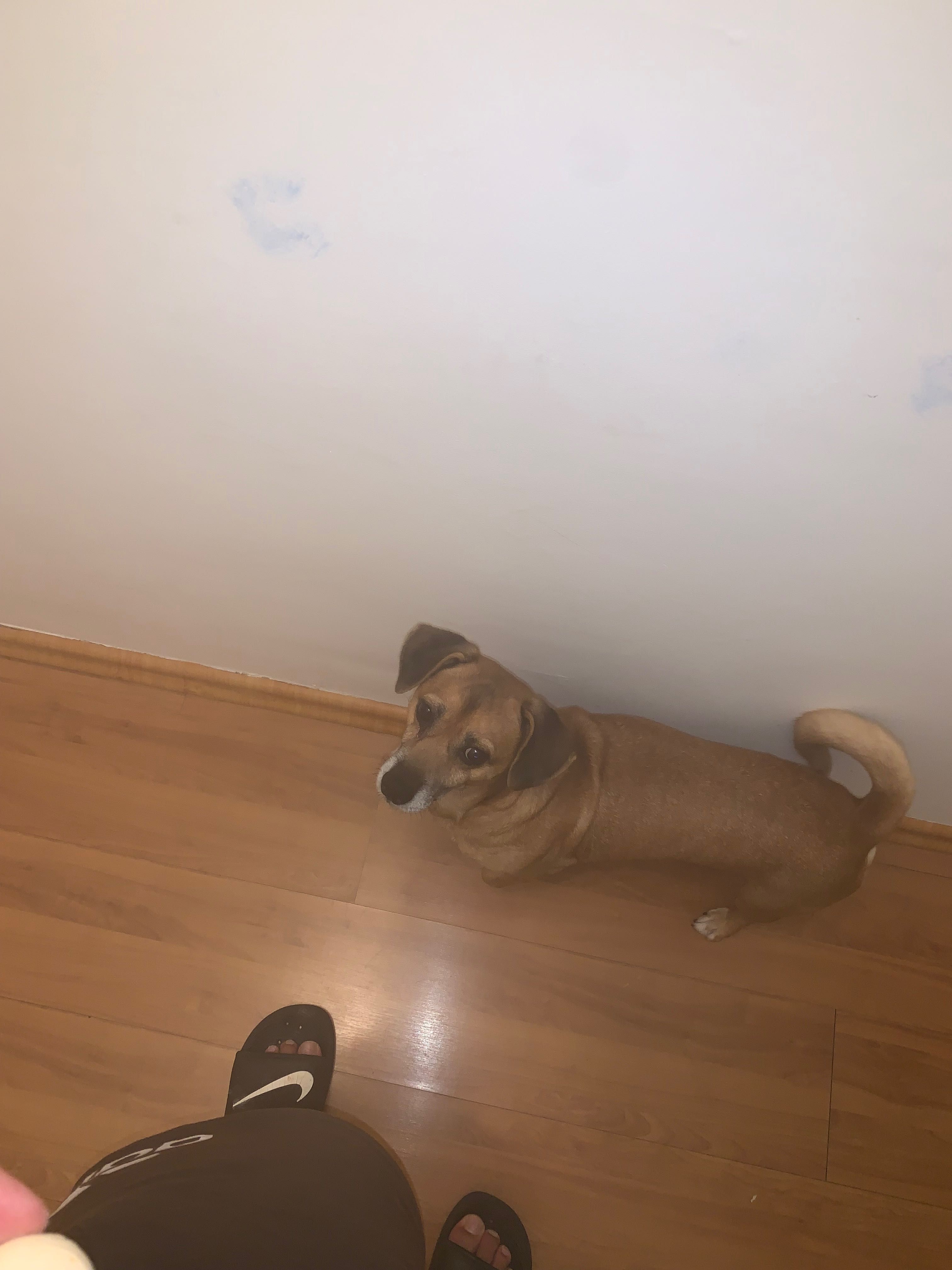 Cão raça pequena para doação