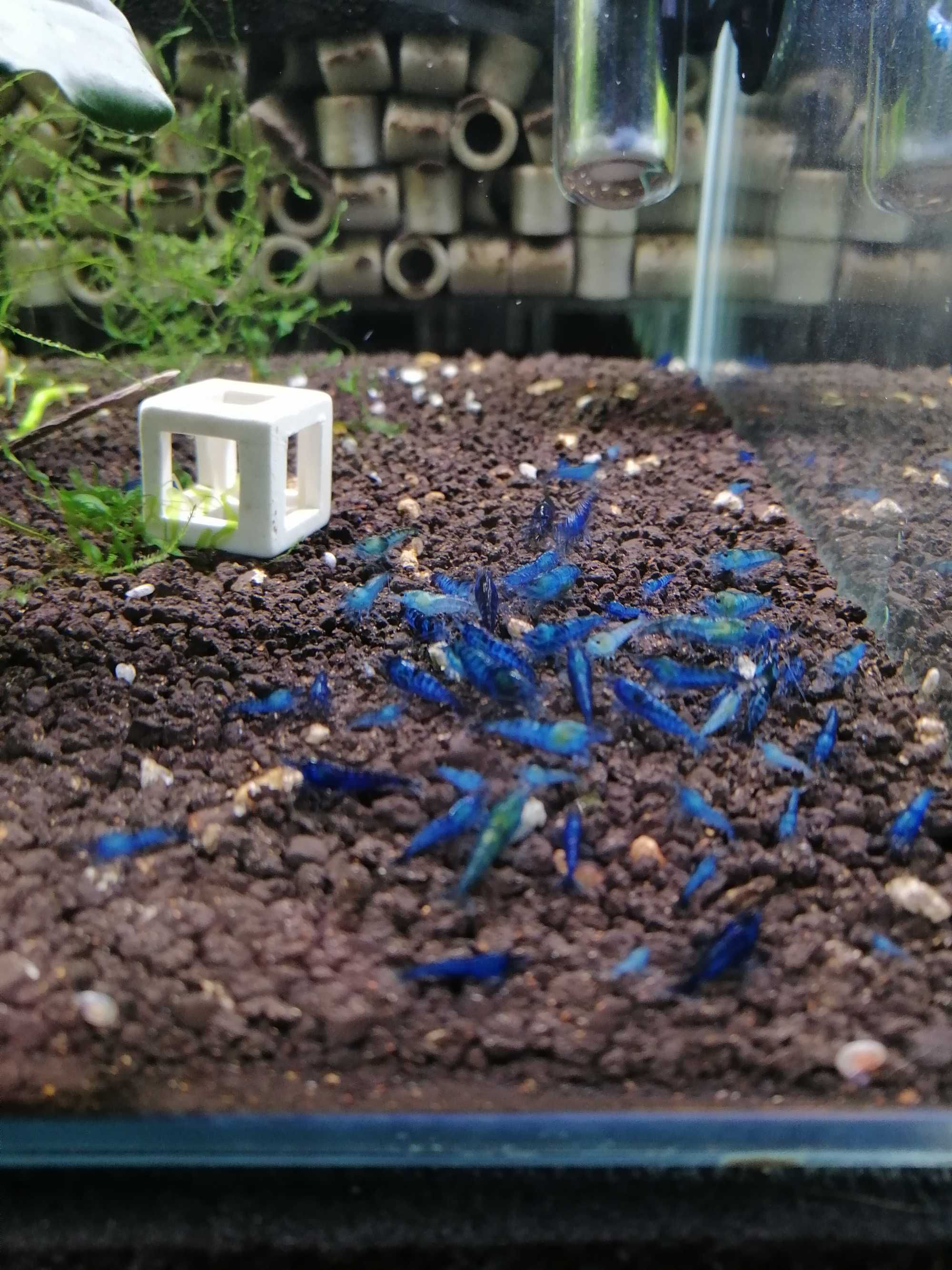 krewetki neocaridinia -, blue velvet, pearl white,