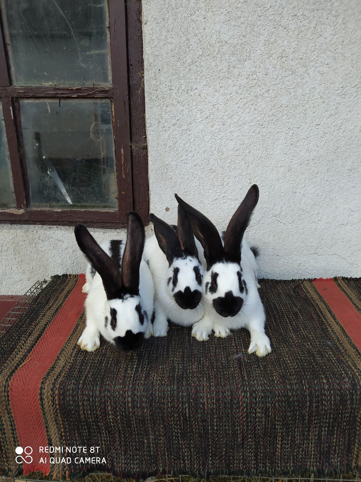 Кролики німецький строкач