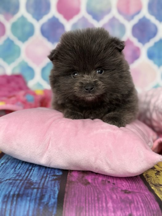 Pomeranian śliczna sunia niebieska