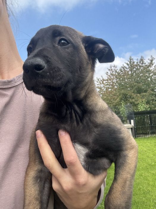 Szczeniak Suczka Owczarek Belgijski Malinois FCI