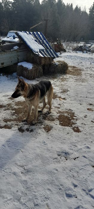 Німеська вівчарка цуценята