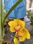 Orquídea Amarela Torrada