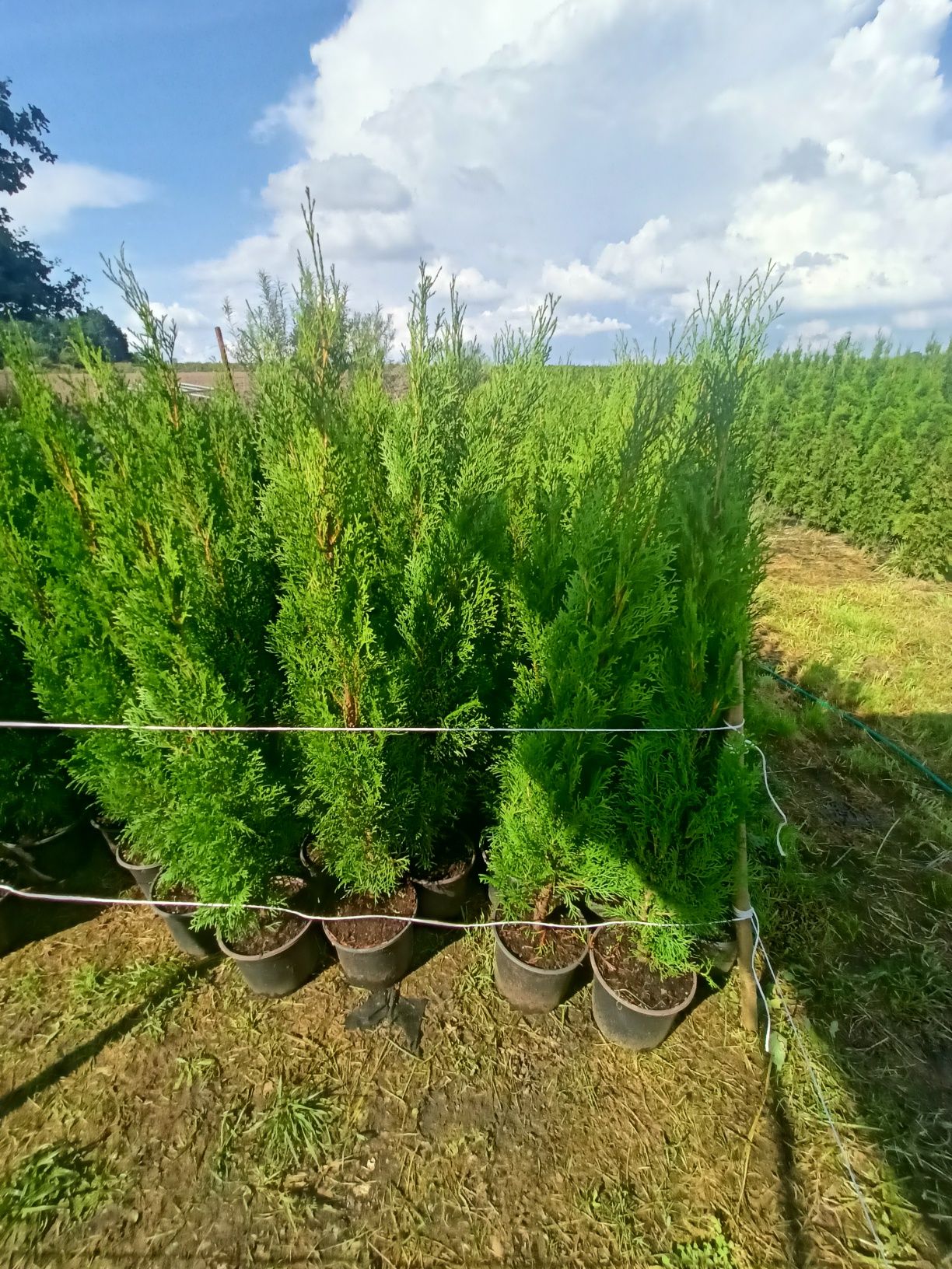 Tuja tuje szmaragd 160 cm PROMOCJA