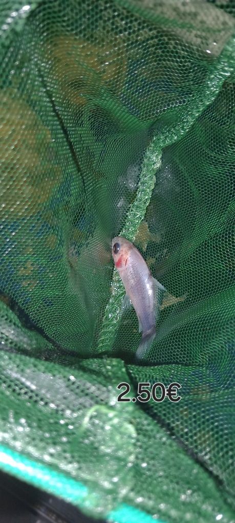 Peixes de agua fria e 1 de agua quente