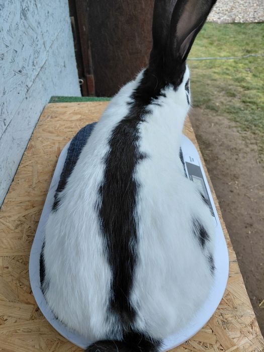 Olbrzym srokacz czarny, króliki, samiec