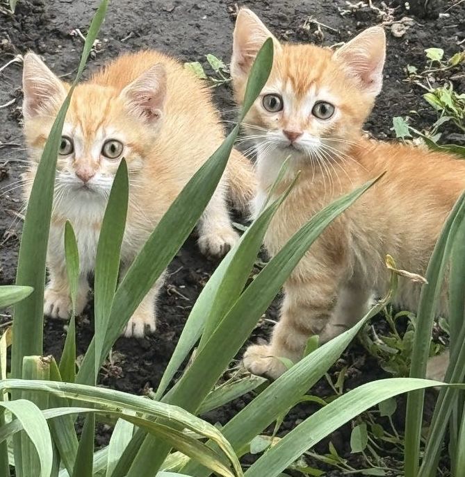 Рижі кошенята безкоштовно