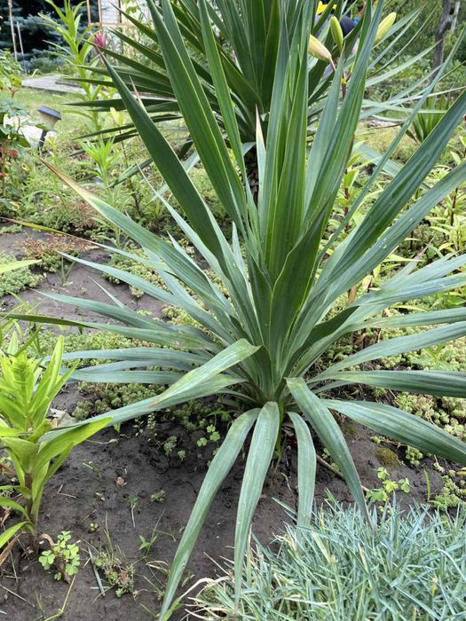 Юкка, вулична рослина