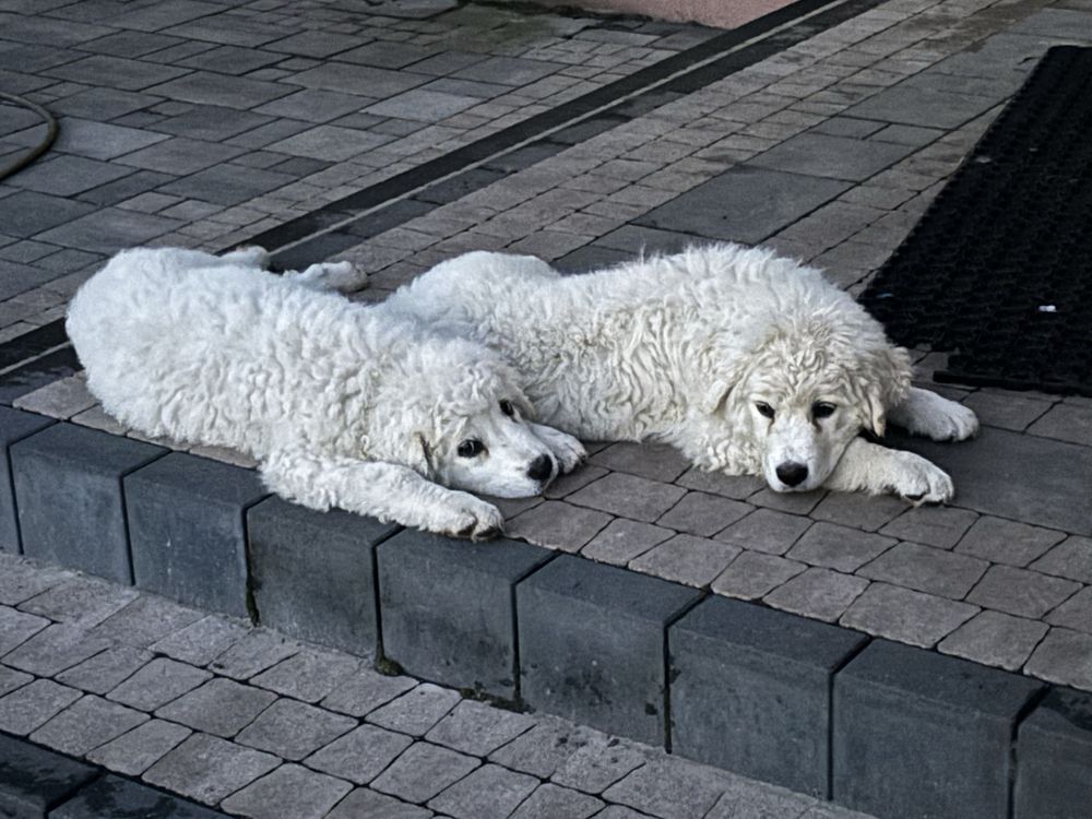 Oddam w dobre rece owczarek podhalanski