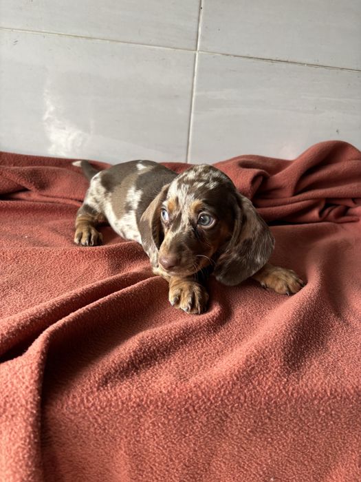 Teckel macho miniatura