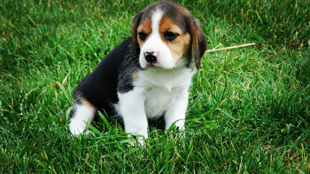 Beagle piesek z rodowodem