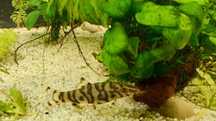 Peixe botia lohachata