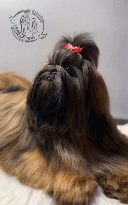 Shih tzu piekny bialo mahoniowy chłopiec