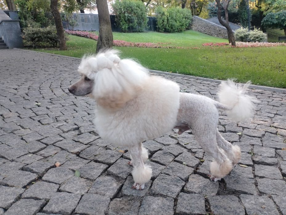 Пудель Аprikot color ВЯЗКA!! Договорная!!Стандарт FCI титулованный