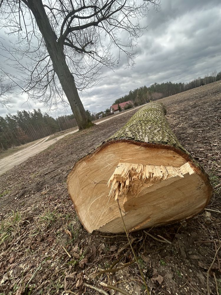 Drzewo lipa kłoda