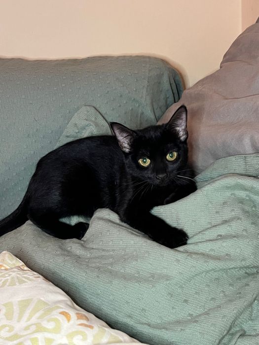 Gatinha para adoção responsável