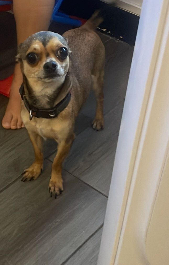 Chihuahua para doar
