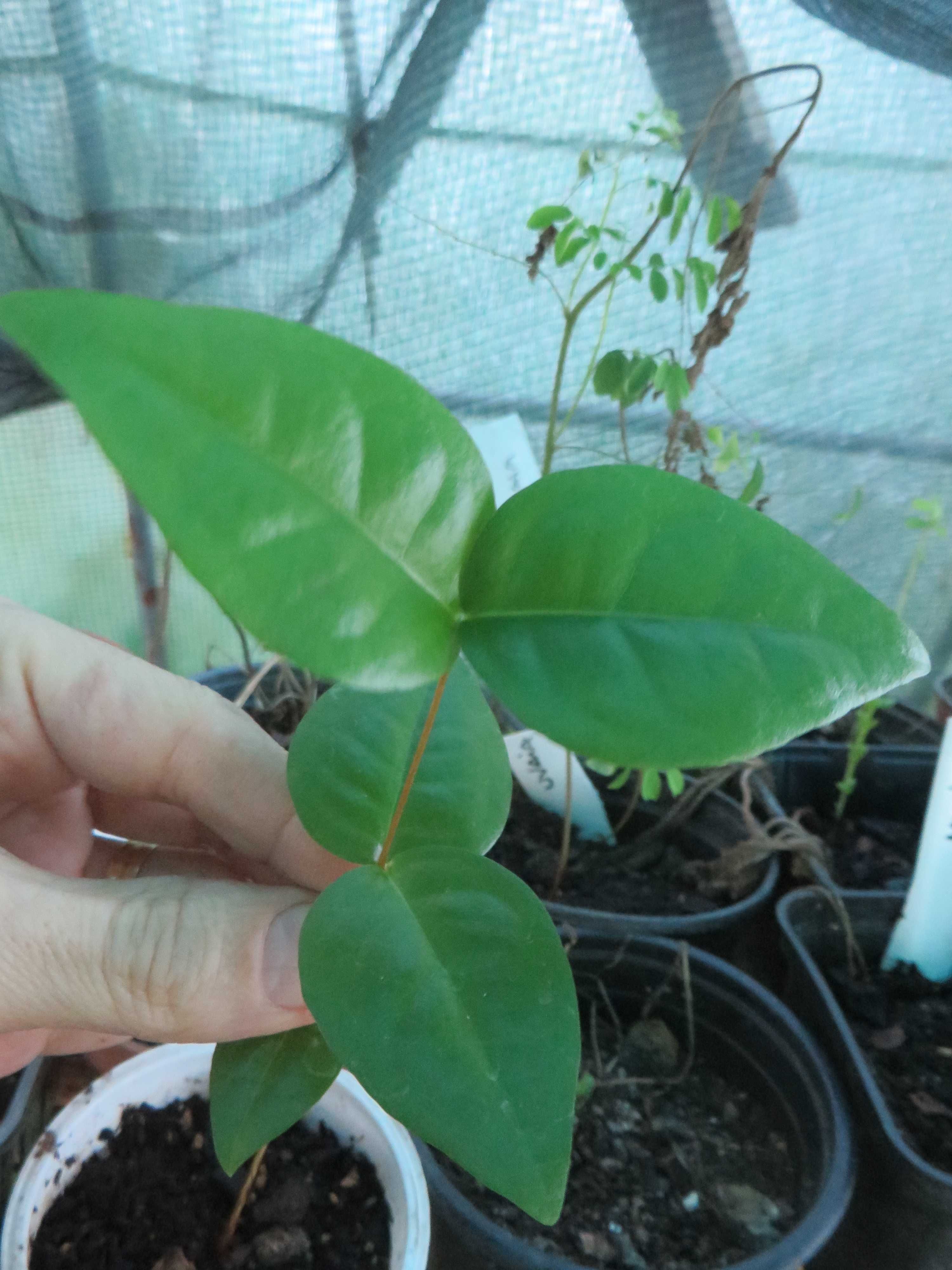 Planta pitangueira vermelha (Eugenia uniflora)