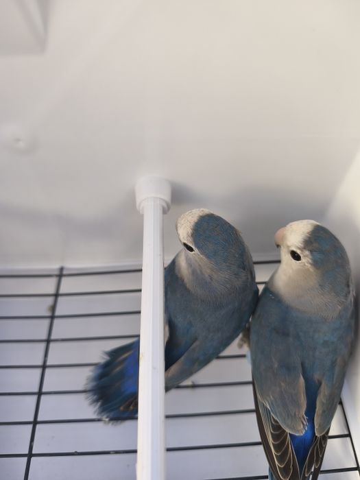 Agapórnis roseicollis