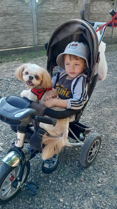 Девочка ши тцу..