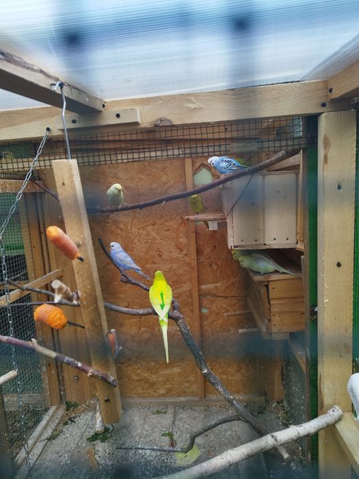 Sprzedam papugi faliste