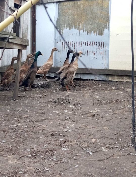 Продам сім'ю індійських бігунків