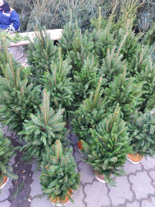 Ялинки в'язані з гілочок ,живі ялинки