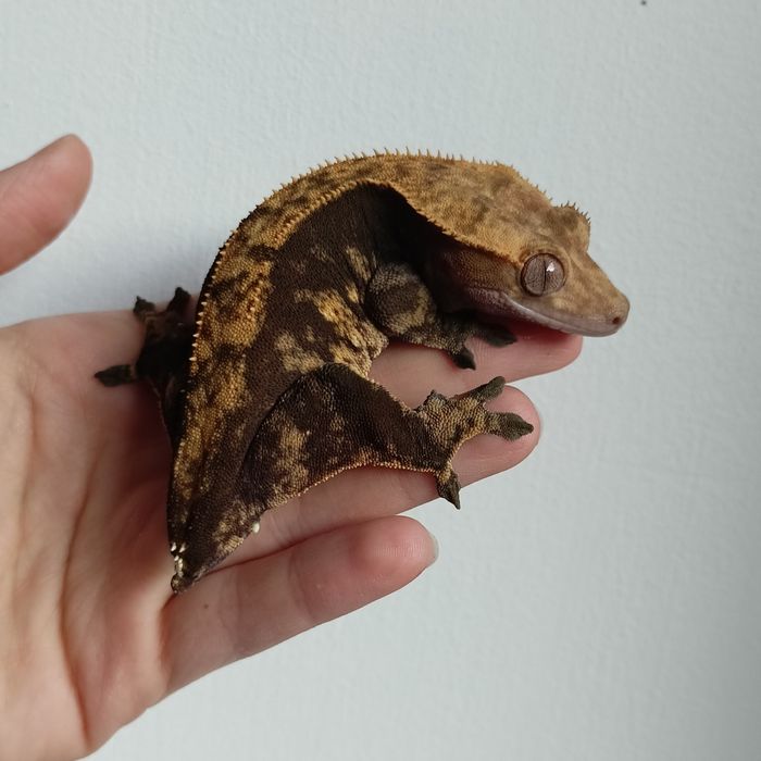 Gekon orzęsiony samica dorosła