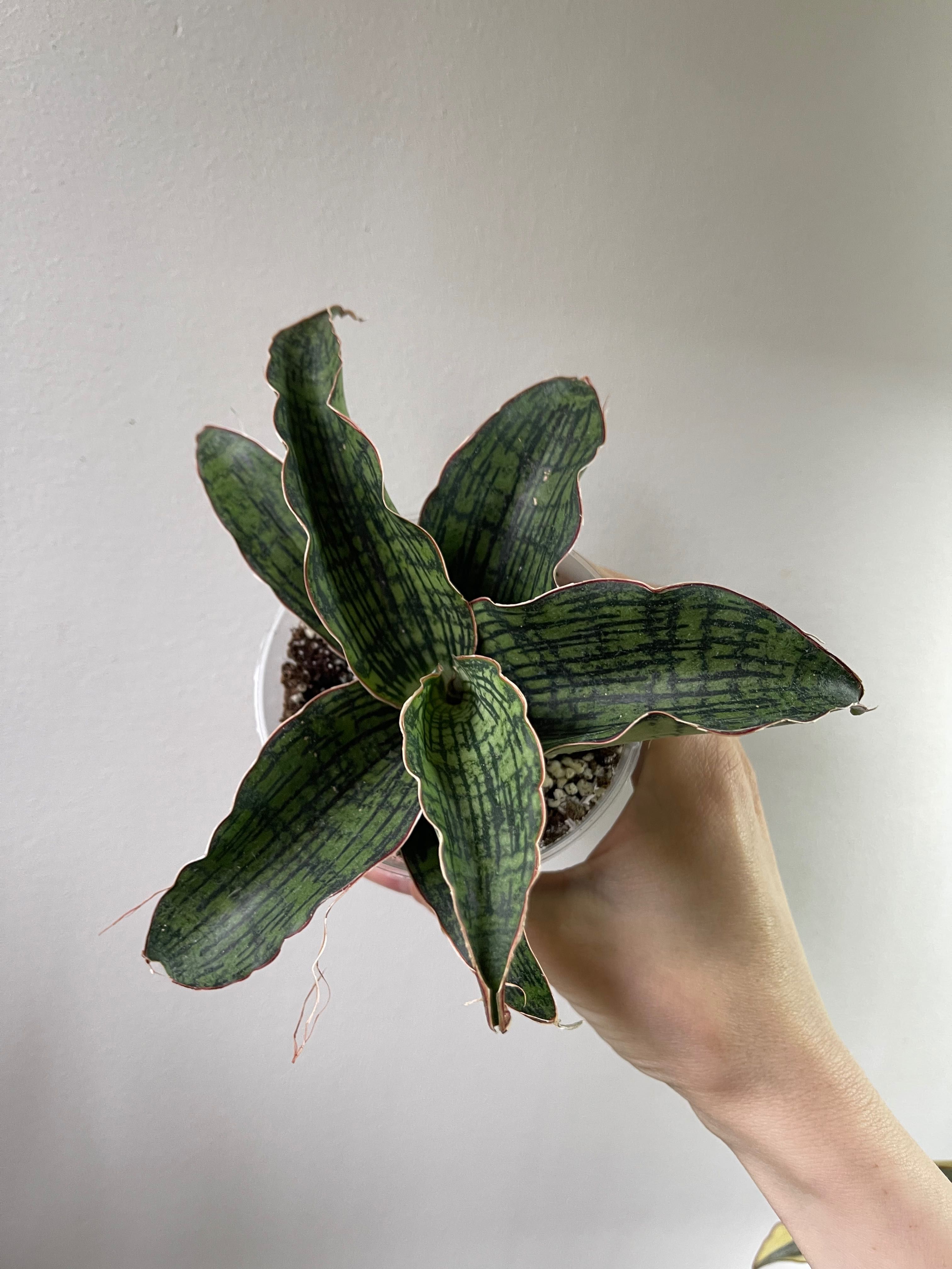 Sansevieria Cleopatra