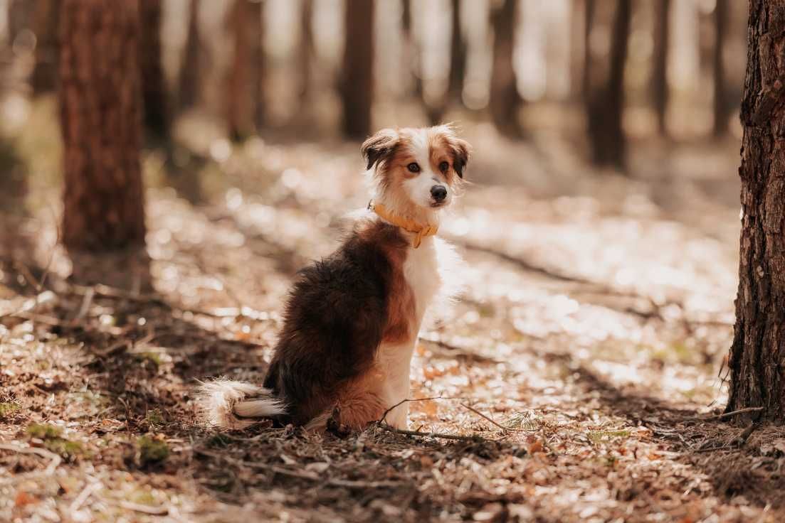 Życie Dropsika zaczęło się od trudu, bólu i strachu... Dasz mu szansę?