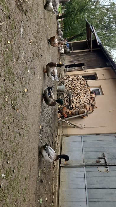 Kaczki ruańskie  młode