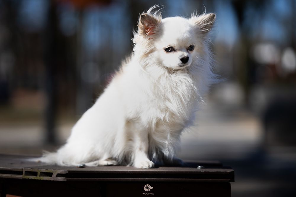 Reproduktor FCI zkwp Chihuahua długowłosy