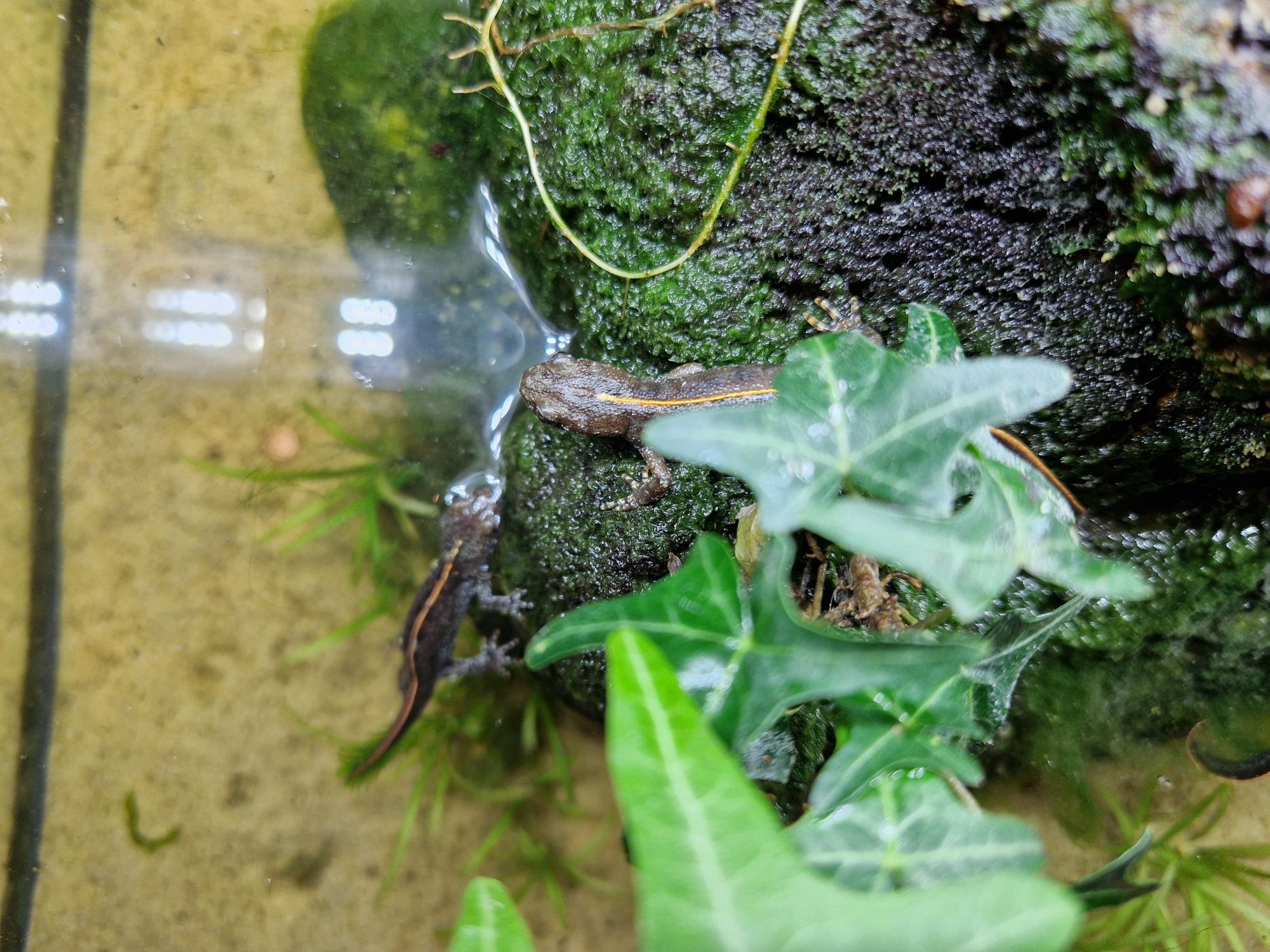 Traszka grzebieniasta Triturus carnifex wildtype het flavistic (Italy)