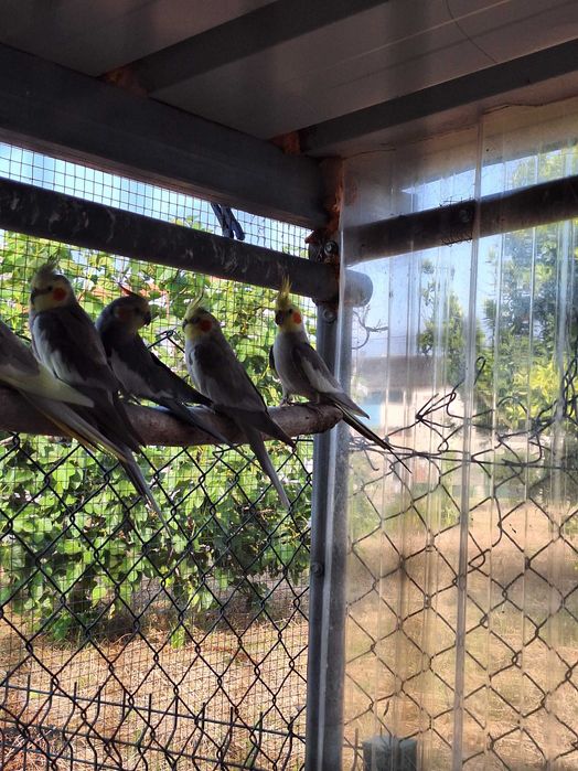 Caturras não sexadas