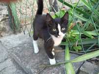 Kocurek do adopcji miziasty