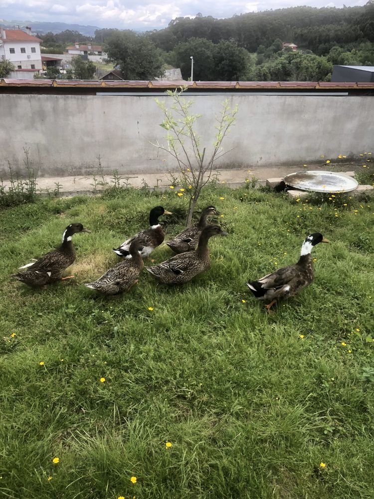 Macho pato rouen