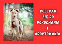 BAGI - marzy o nowym domu i rodzinie :)