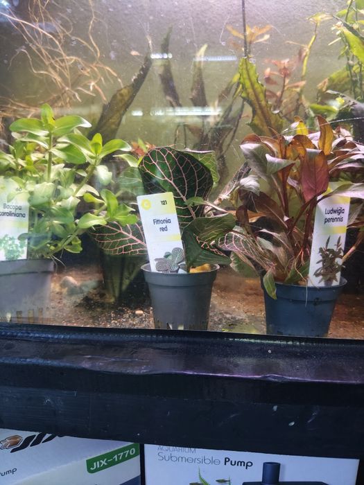 Diversas plantas aquário
