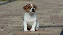 Piesek Jack Russell Terrier z hodowli"BREFIO"/badania genetyczne