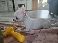 Chihuahua Suczka Tola