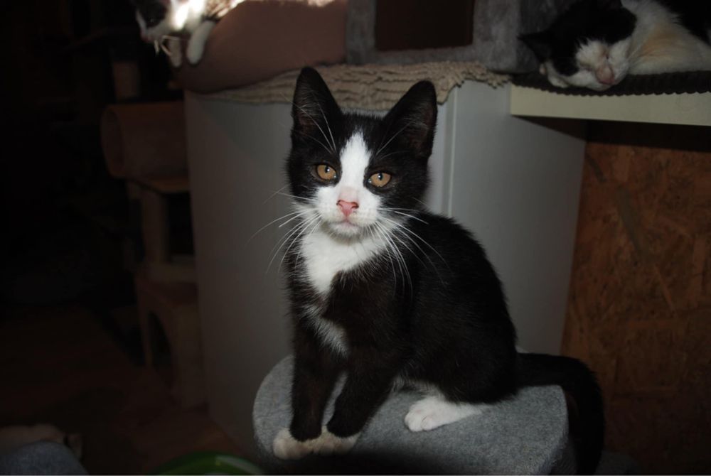 Największy słodziak do adopcji!