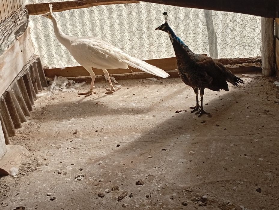 Paw Pawie szmaragdowe .