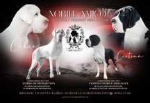 Dog Niemiecki szxzeniaki  FCI