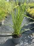 Trawa pampasowa Cortaderia