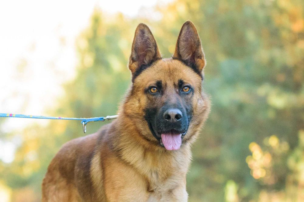 PAKER - wymagający kawaler w typie ON pomieszany z Malinois