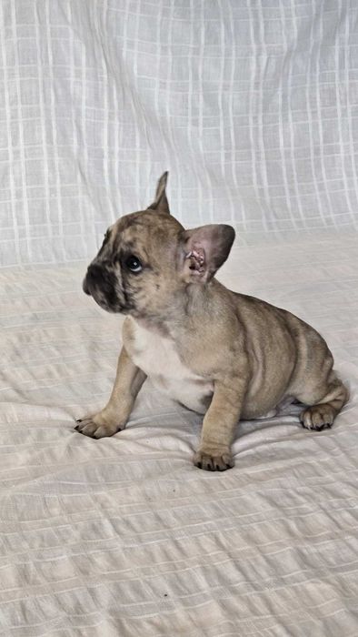 Bulldog francês   nascido a 15/9/2025