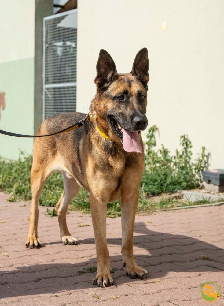 Baxter - przyjazny olbrzym w typie dużego owczarka