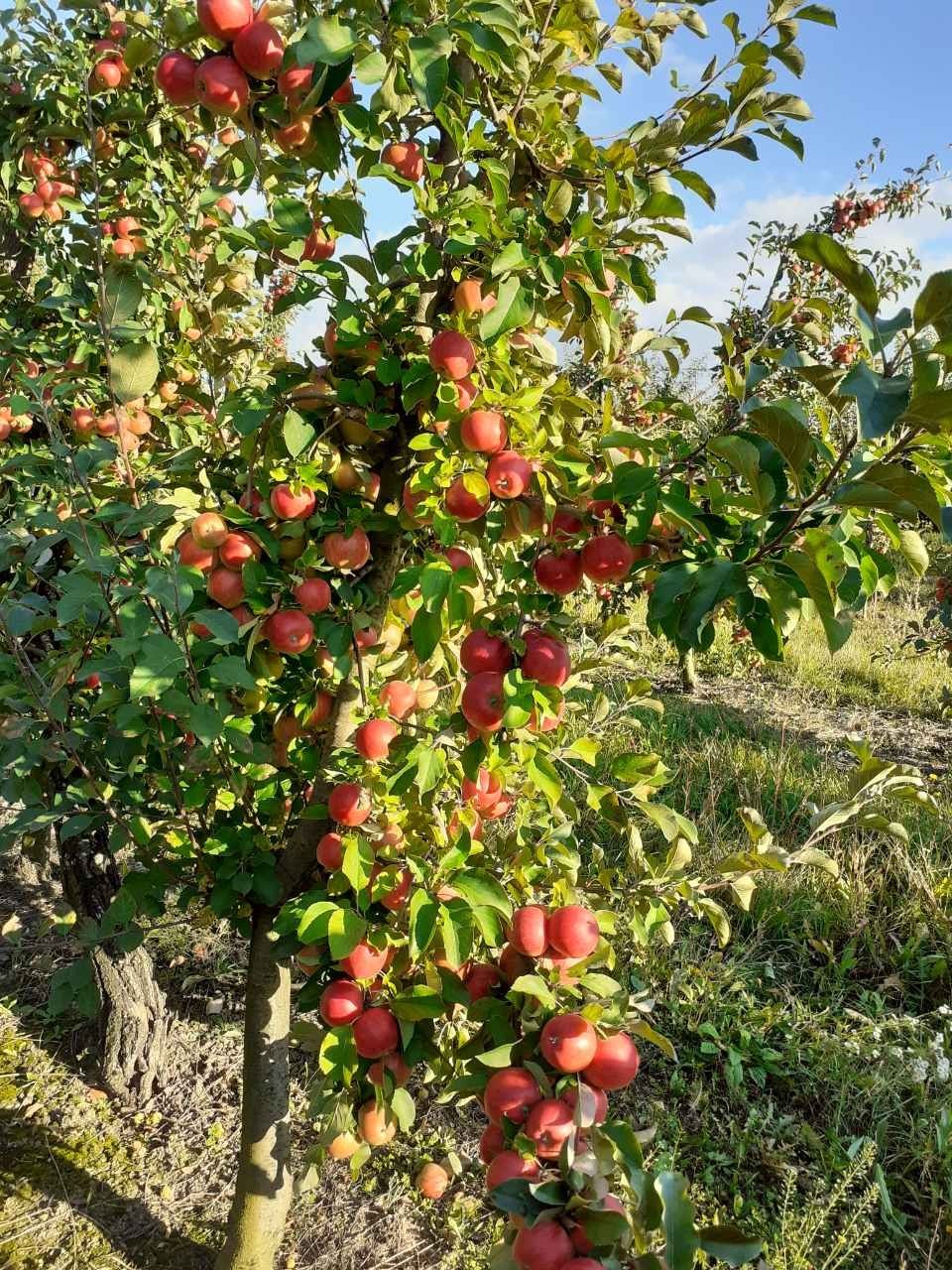 Продам сад молодий плодоносний